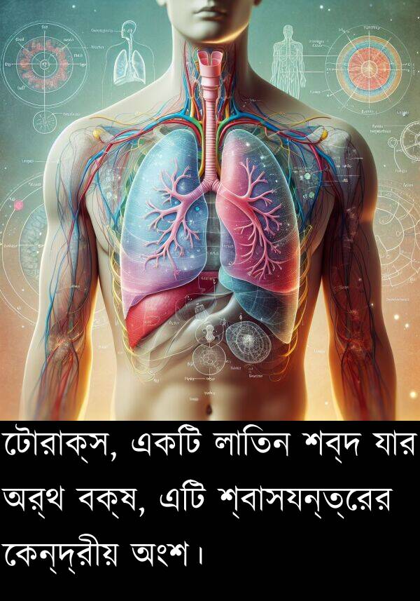 যার: টোরাক্স, একটি লাতিন শব্দ যার অর্থ বক্ষ, এটি শ্বাসযন্ত্রের কেন্দ্রীয় অংশ।
