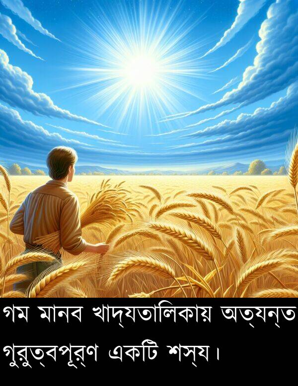 গুরুত্বপূর্ণ: গম মানব খাদ্যতালিকায় অত্যন্ত গুরুত্বপূর্ণ একটি শস্য।