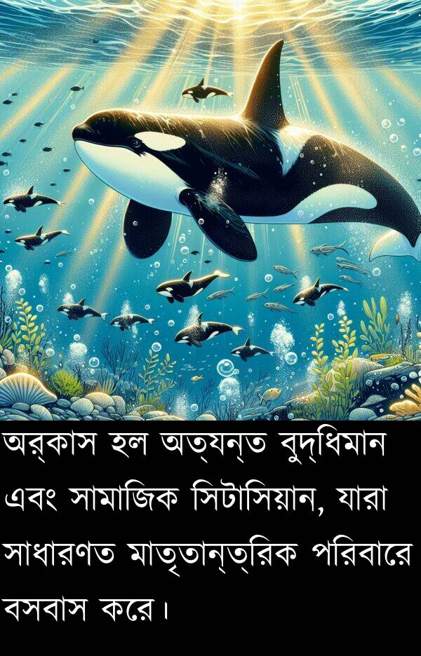 পরিবারে: অর্কাস হল অত্যন্ত বুদ্ধিমান এবং সামাজিক সিটাসিয়ান, যারা সাধারণত মাতৃতান্ত্রিক পরিবারে বসবাস করে।