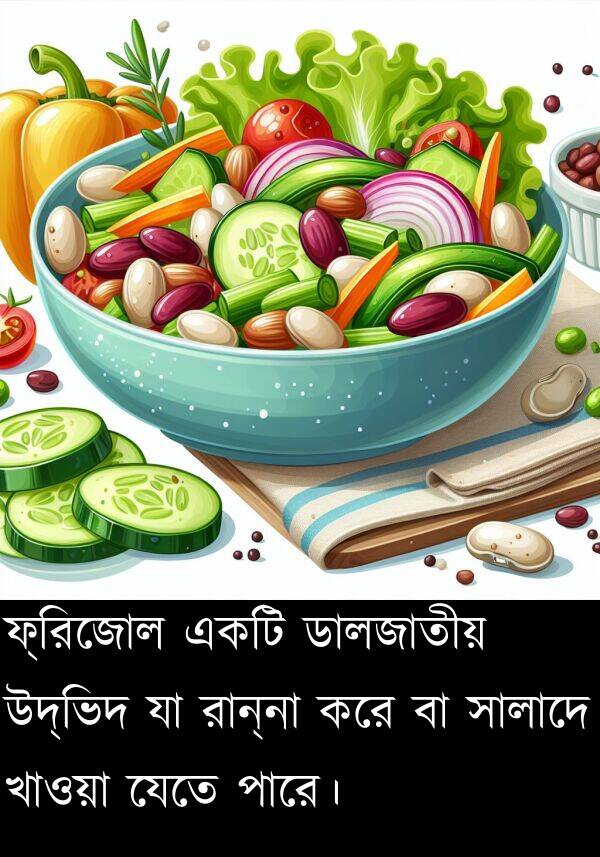 রান্না: ফ্রিজোল একটি ডালজাতীয় উদ্ভিদ যা রান্না করে বা সালাদে খাওয়া যেতে পারে।
