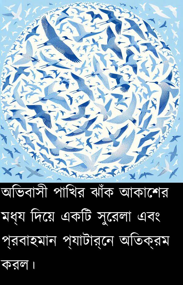 প্রবাহমান: অভিবাসী পাখির ঝাঁক আকাশের মধ্য দিয়ে একটি সুরেলা এবং প্রবাহমান প্যাটার্নে অতিক্রম করল।