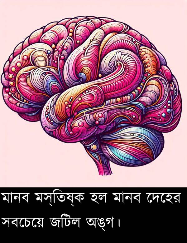 অঙ্গ।: মানব মস্তিষ্ক হল মানব দেহের সবচেয়ে জটিল অঙ্গ।