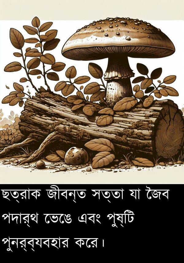 পুনর্ব্যবহার: ছত্রাক জীবন্ত সত্তা যা জৈব পদার্থ ভেঙে এবং পুষ্টি পুনর্ব্যবহার করে।