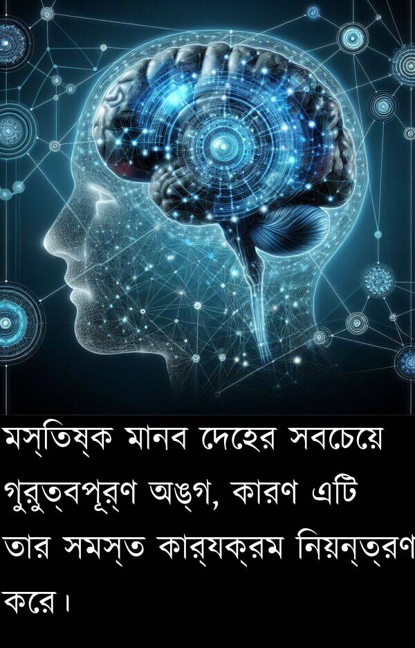 দেহের: মস্তিষ্ক মানব দেহের সবচেয়ে গুরুত্বপূর্ণ অঙ্গ, কারণ এটি তার সমস্ত কার্যক্রম নিয়ন্ত্রণ করে।
