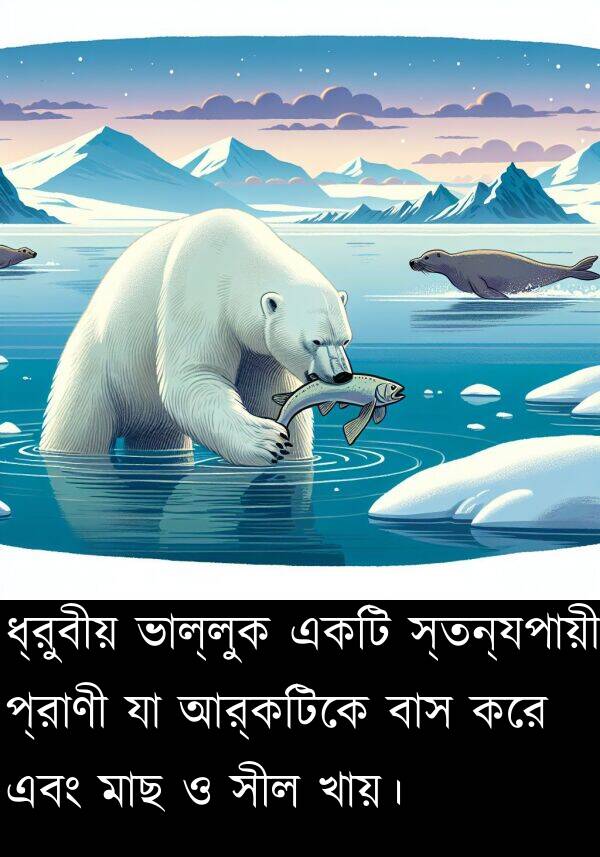 ধ্রুবীয়: ধ্রুবীয় ভাল্লুক একটি স্তন্যপায়ী প্রাণী যা আর্কটিকে বাস করে এবং মাছ ও সীল খায়।
