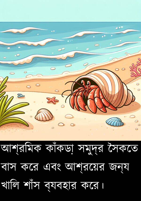 শাঁস: আশ্রমিক কাঁকড়া সমুদ্র সৈকতে বাস করে এবং আশ্রয়ের জন্য খালি শাঁস ব্যবহার করে।