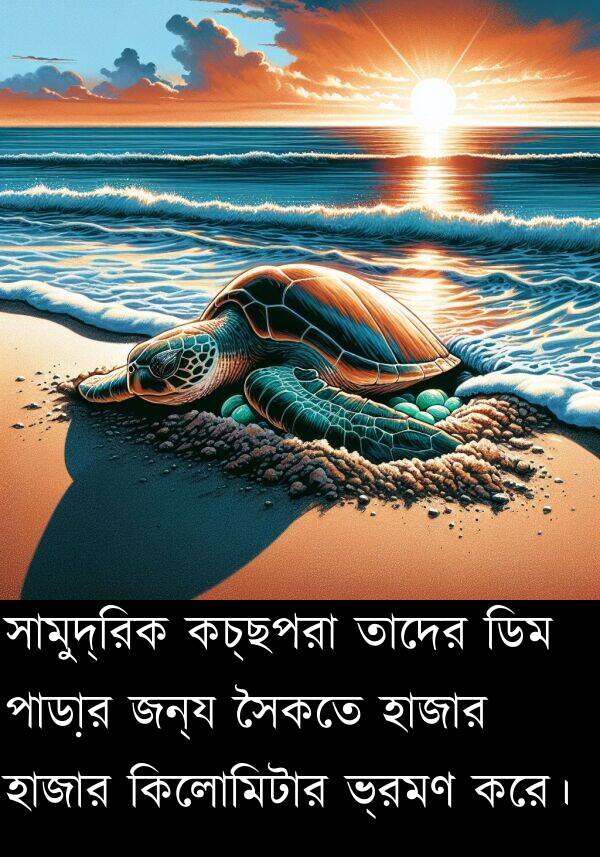 কিলোমিটার: সামুদ্রিক কচ্ছপরা তাদের ডিম পাড়ার জন্য সৈকতে হাজার হাজার কিলোমিটার ভ্রমণ করে।