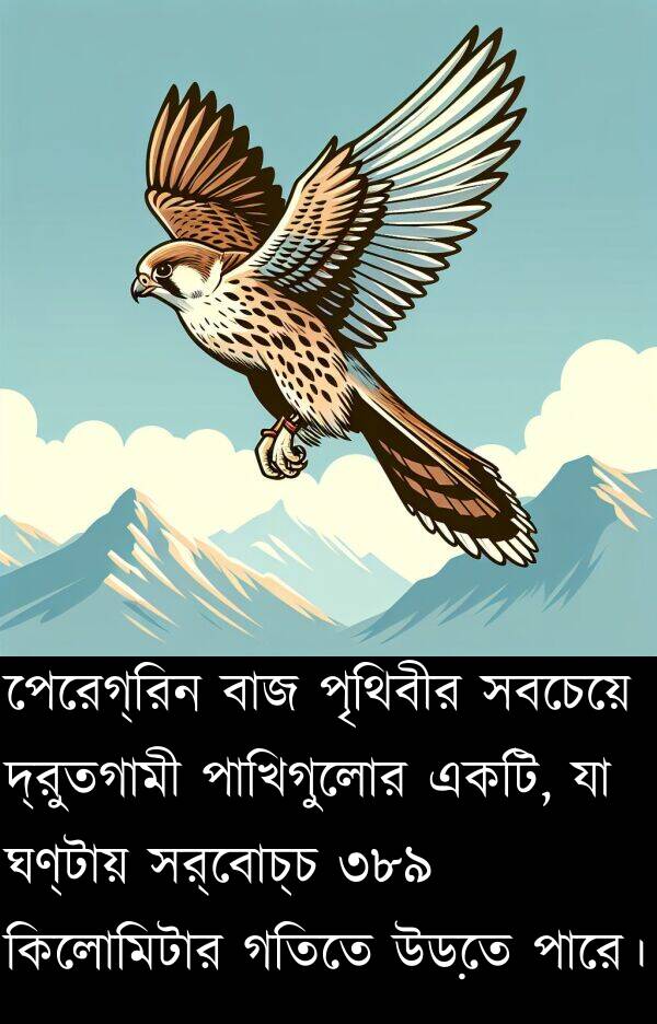 দ্রুতগামী: পেরেগ্রিন বাজ পৃথিবীর সবচেয়ে দ্রুতগামী পাখিগুলোর একটি, যা ঘণ্টায় সর্বোচ্চ ৩৮৯ কিলোমিটার গতিতে উড়তে পারে।
