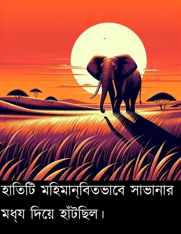হাতিটি: হাতিটি মহিমান্বিতভাবে সাভানার মধ্য দিয়ে হাঁটছিল।
