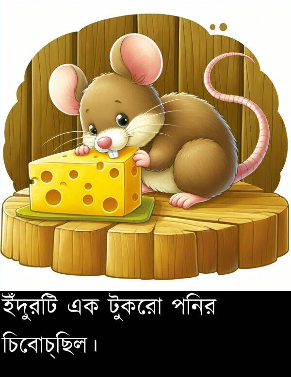 পনির: ইঁদুরটি এক টুকরো পনির চিবোচ্ছিল।