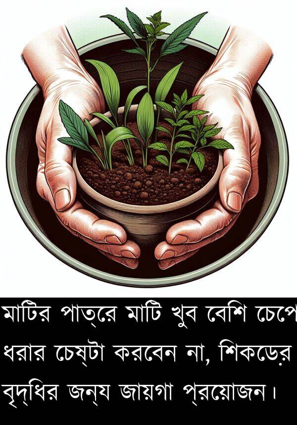 বেশি: মাটির পাত্রে মাটি খুব বেশি চেপে ধরার চেষ্টা করবেন না, শিকড়ের বৃদ্ধির জন্য জায়গা প্রয়োজন।