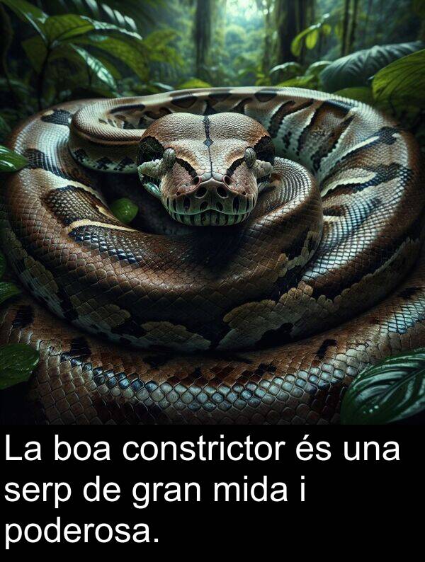 poderosa: La boa constrictor és una serp de gran mida i poderosa.