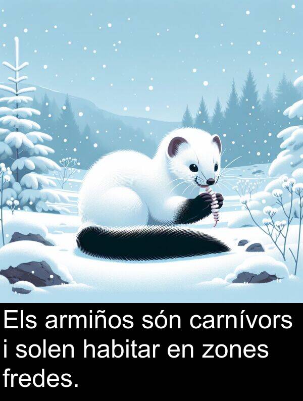fredes: Els armiños són carnívors i solen habitar en zones fredes.