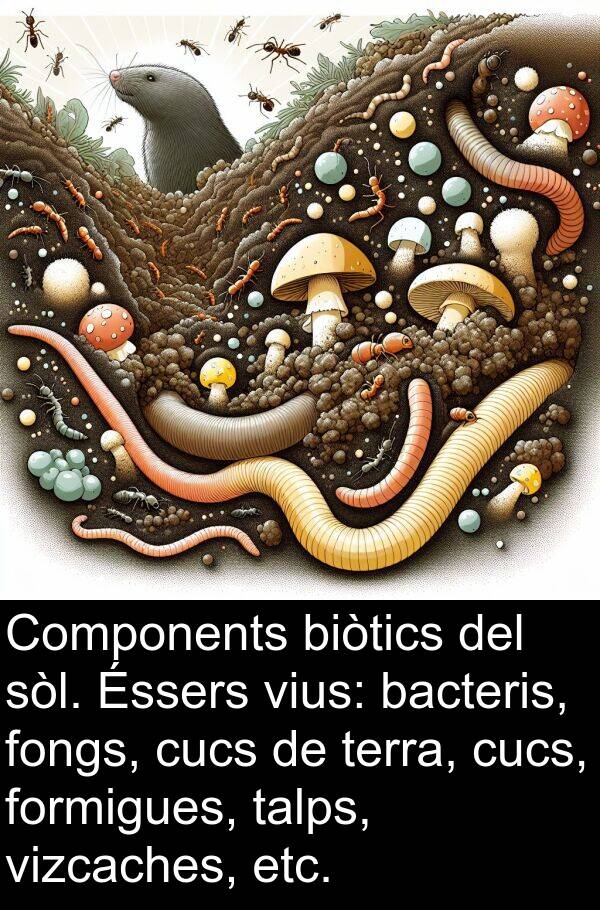formigues: Components biòtics del sòl. Éssers vius: bacteris, fongs, cucs de terra, cucs, formigues, talps, vizcaches, etc.