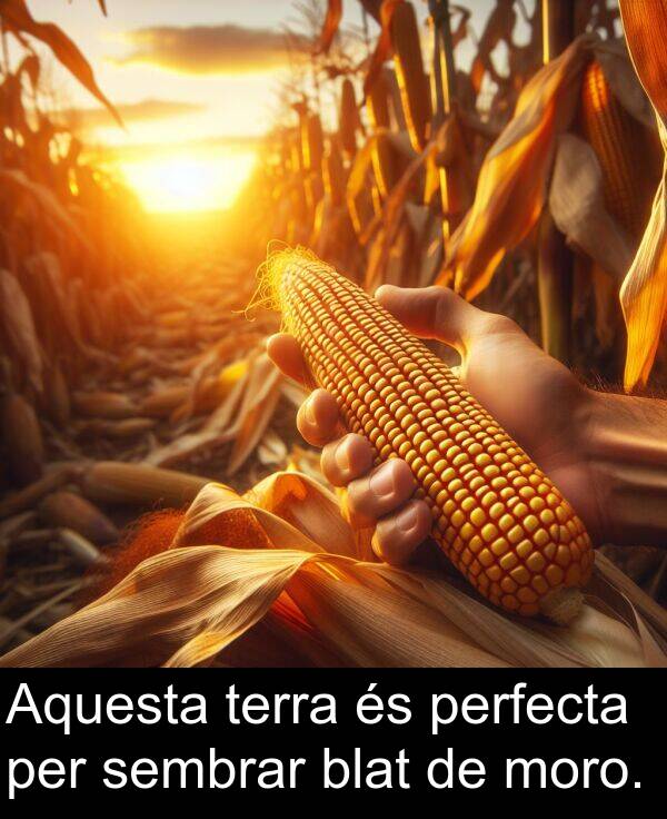 terra: Aquesta terra és perfecta per sembrar blat de moro.