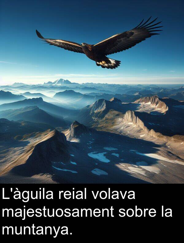 muntanya: L'àguila reial volava majestuosament sobre la muntanya.