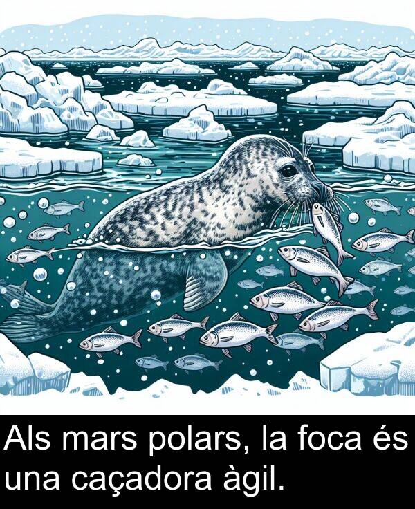 polars: Als mars polars, la foca és una caçadora àgil.