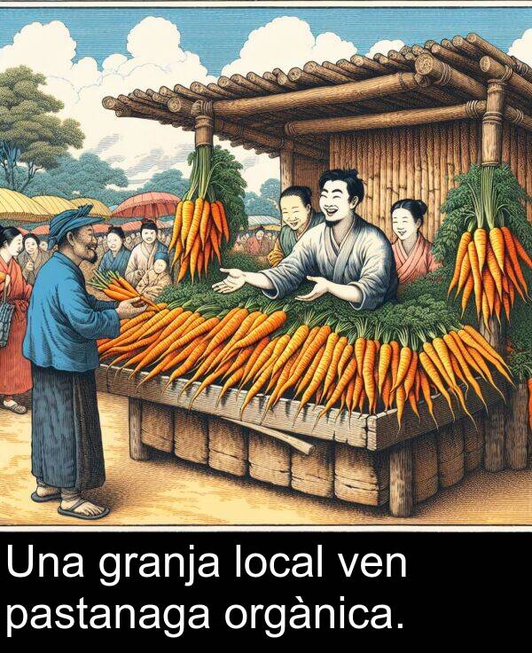 ven: Una granja local ven pastanaga orgànica.