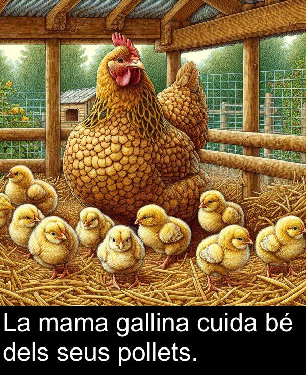 pollets: La mama gallina cuida bé dels seus pollets.
