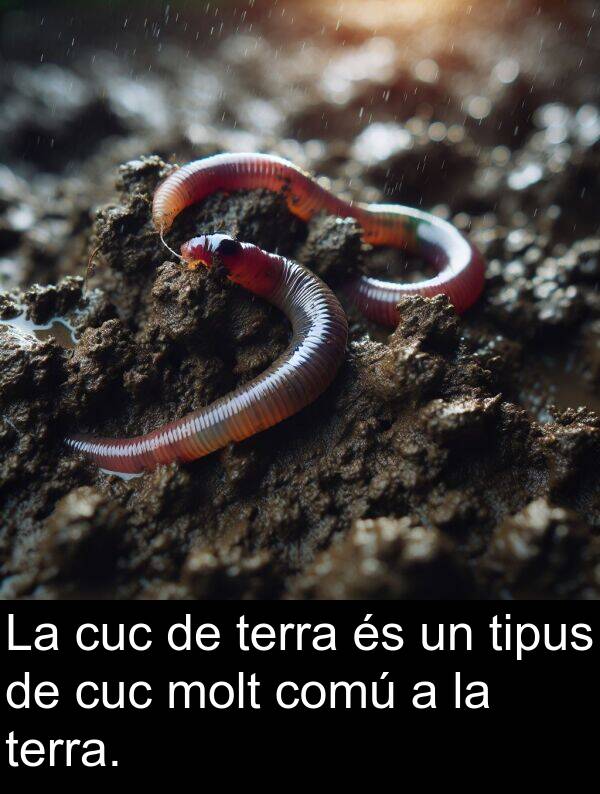 comú: La cuc de terra és un tipus de cuc molt comú a la terra.