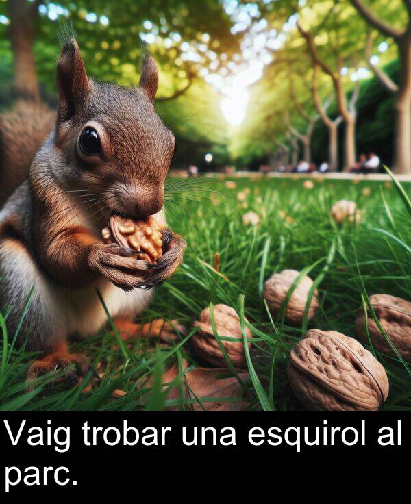 esquirol: Vaig trobar una esquirol al parc.