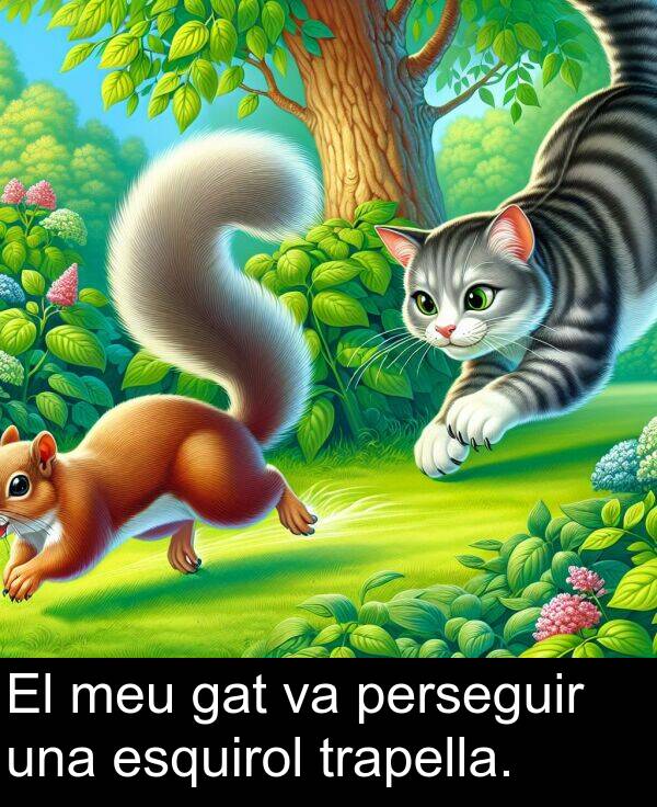esquirol: El meu gat va perseguir una esquirol trapella.
