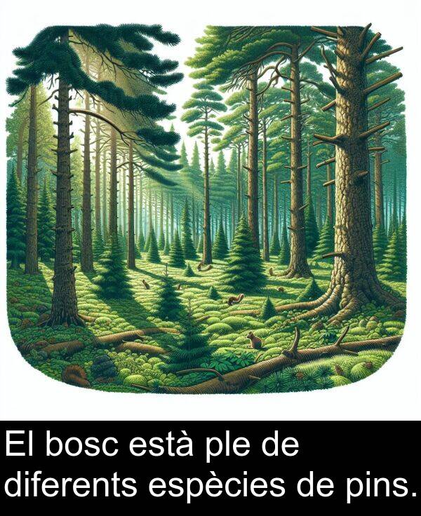 està: El bosc està ple de diferents espècies de pins.