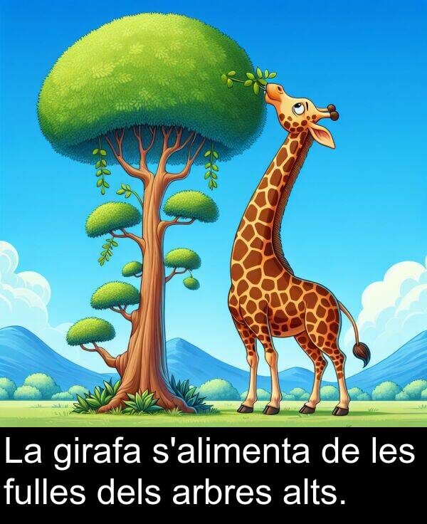 les: La girafa s'alimenta de les fulles dels arbres alts.
