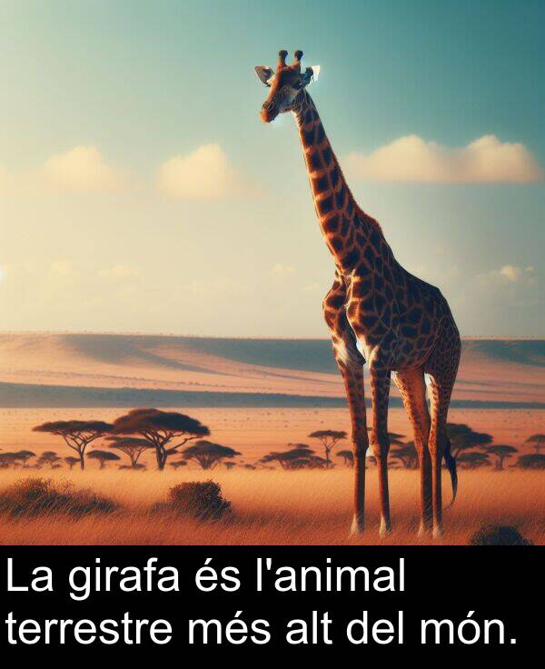 més: La girafa és l'animal terrestre més alt del món.