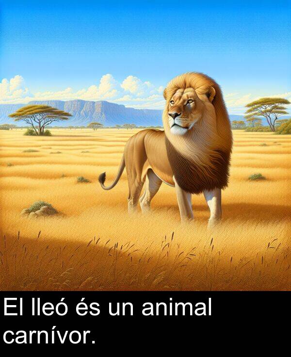 lleó: El lleó és un animal carnívor.