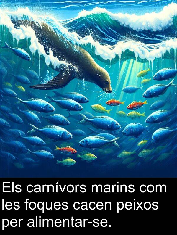 cacen: Els carnívors marins com les foques cacen peixos per alimentar-se.