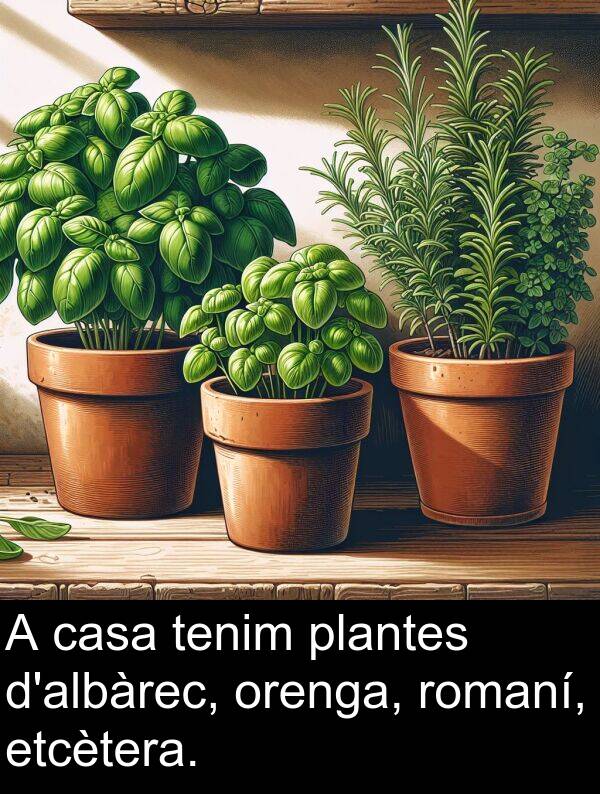 tenim: A casa tenim plantes d'albàrec, orenga, romaní, etcètera.