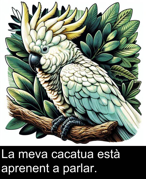 està: La meva cacatua està aprenent a parlar.