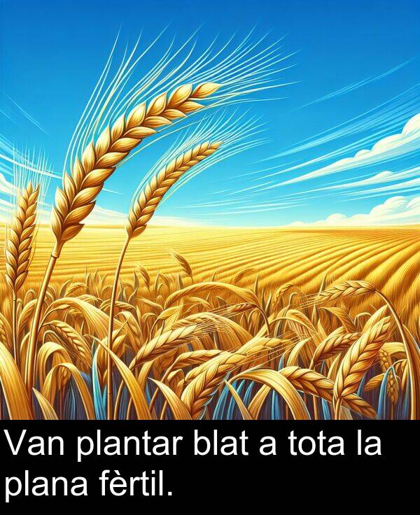 tota: Van plantar blat a tota la plana fèrtil.