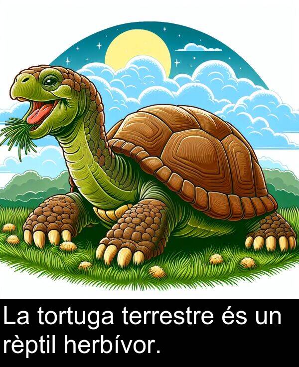 rèptil: La tortuga terrestre és un rèptil herbívor.