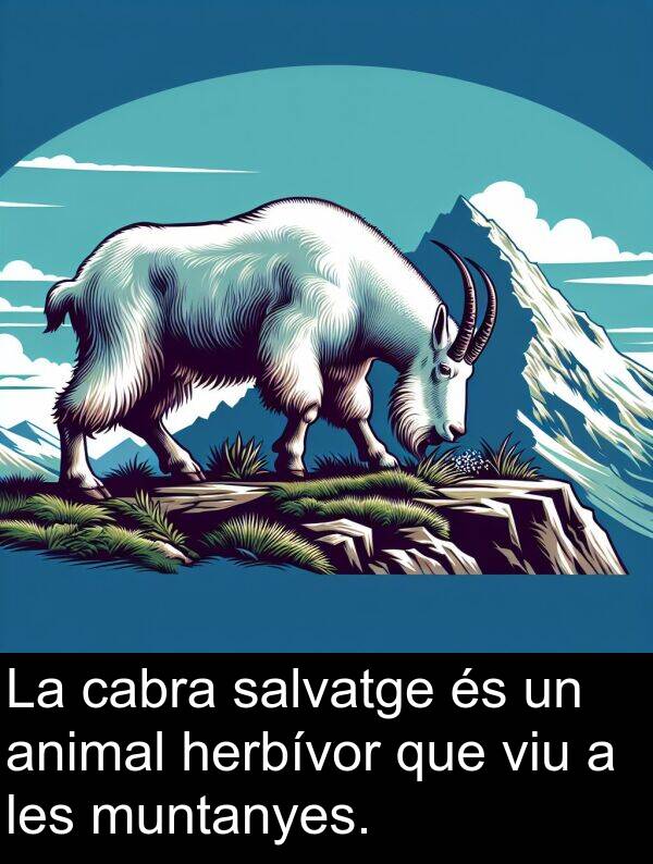 muntanyes: La cabra salvatge és un animal herbívor que viu a les muntanyes.