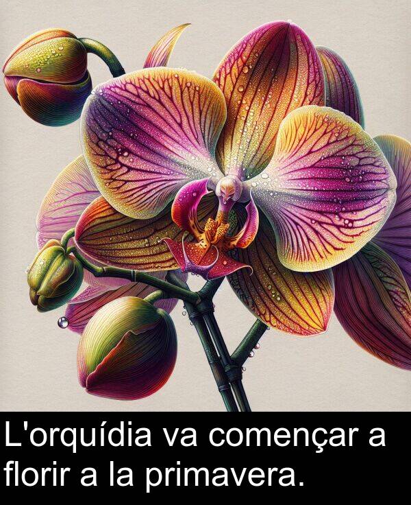 començar: L'orquídia va començar a florir a la primavera.
