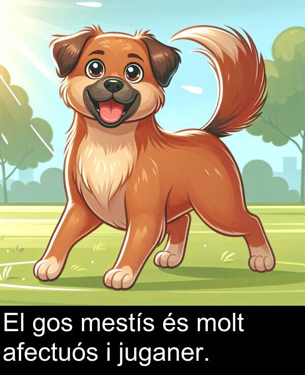 mestís: El gos mestís és molt afectuós i juganer.