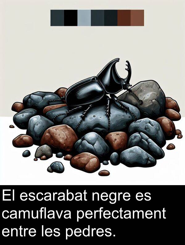 negre: El escarabat negre es camuflava perfectament entre les pedres.