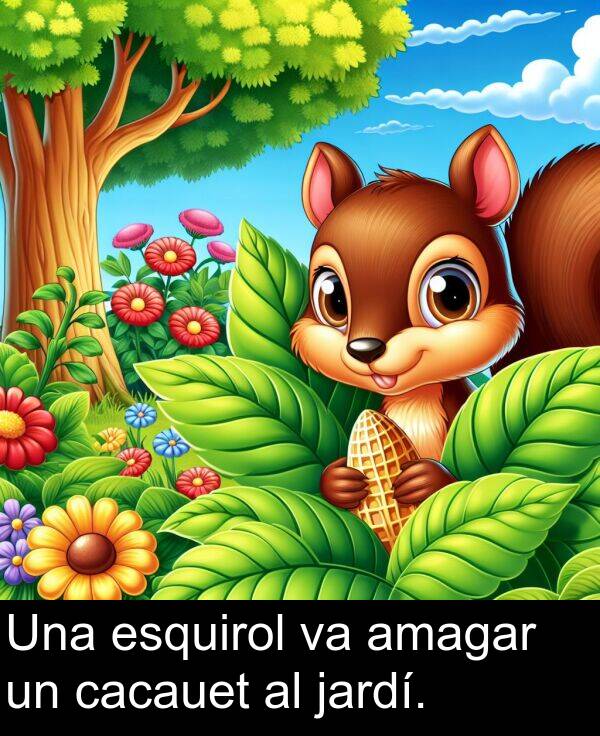 cacauet: Una esquirol va amagar un cacauet al jardí.