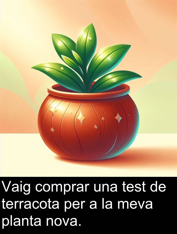 planta: Vaig comprar una test de terracota per a la meva planta nova.