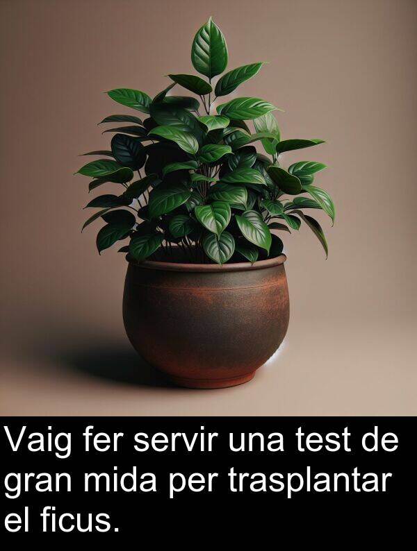 test: Vaig fer servir una test de gran mida per trasplantar el ficus.