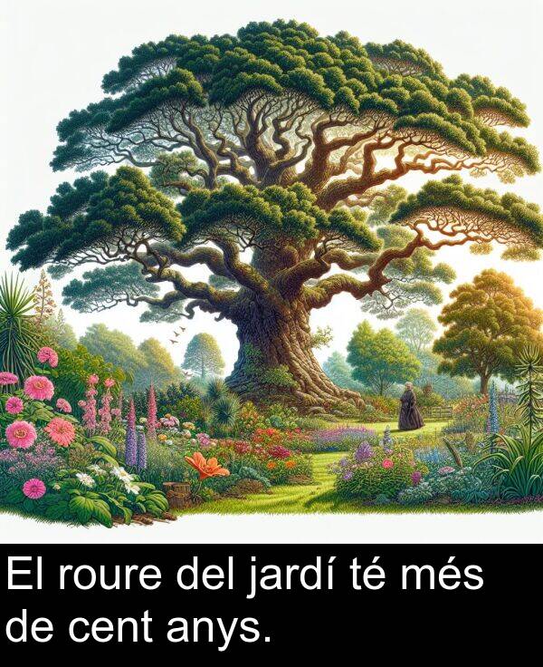 més: El roure del jardí té més de cent anys.