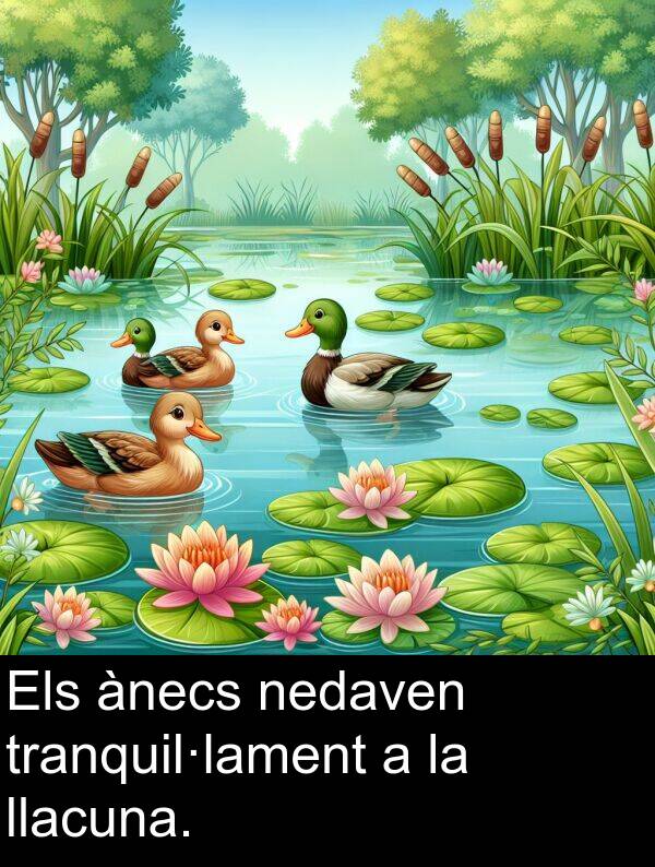 nedaven: Els ànecs nedaven tranquil·lament a la llacuna.