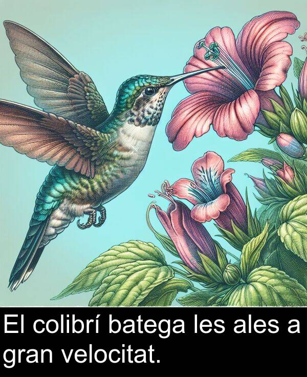 les: El colibrí batega les ales a gran velocitat.