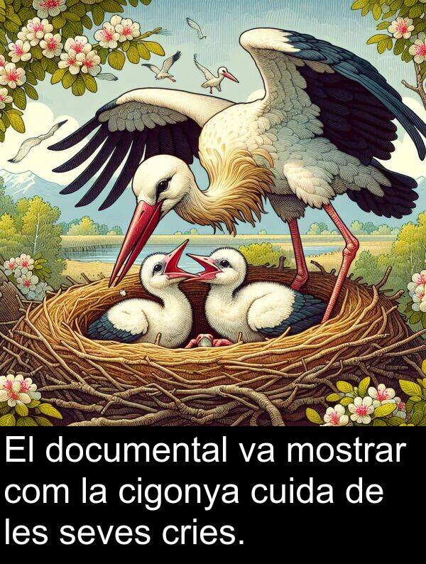 cuida: El documental va mostrar com la cigonya cuida de les seves cries.