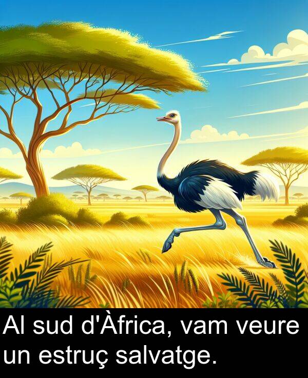 salvatge: Al sud d'Àfrica, vam veure un estruç salvatge.
