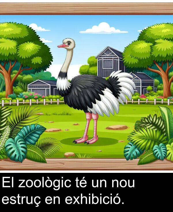 zoològic: El zoològic té un nou estruç en exhibició.