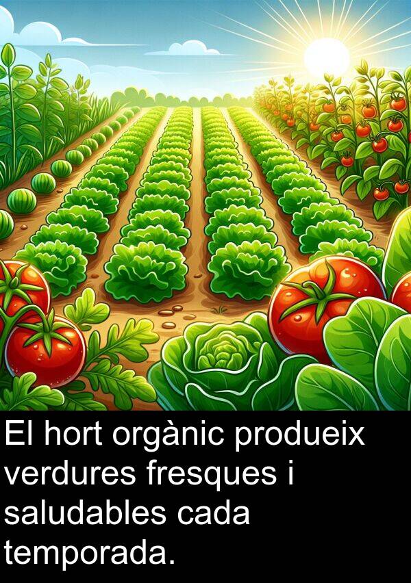 fresques: El hort orgànic produeix verdures fresques i saludables cada temporada.