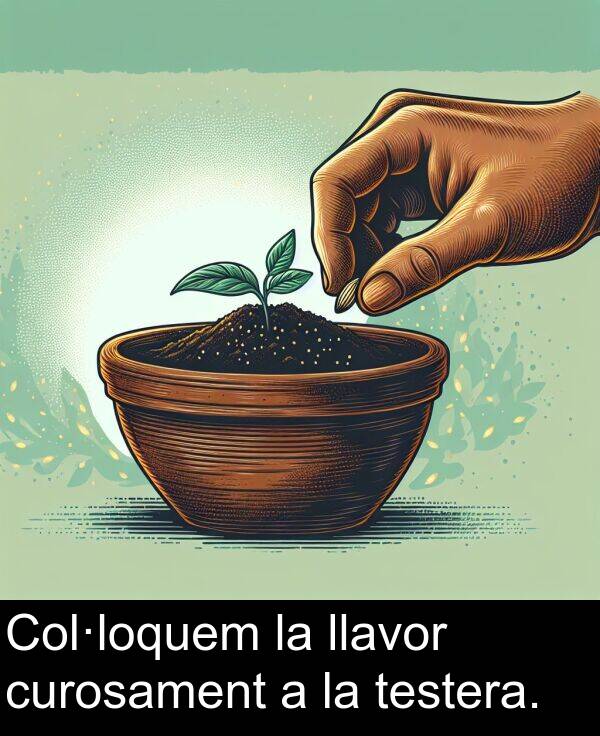 testera: Col·loquem la llavor curosament a la testera.